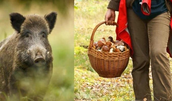 Zbierasz grzyby lub jagody? Zachowaj ostrożność – ASF to realne zagrożenie!
