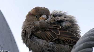 Nie każdy młody ptak potrzebuje pomocy. Trwa czas podlotów
