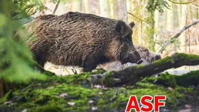 Ważny komunikat: Wyznaczenie obszaru zagrożonego afrykańskim pomorem świń (ASF) w powiecie lęborskim